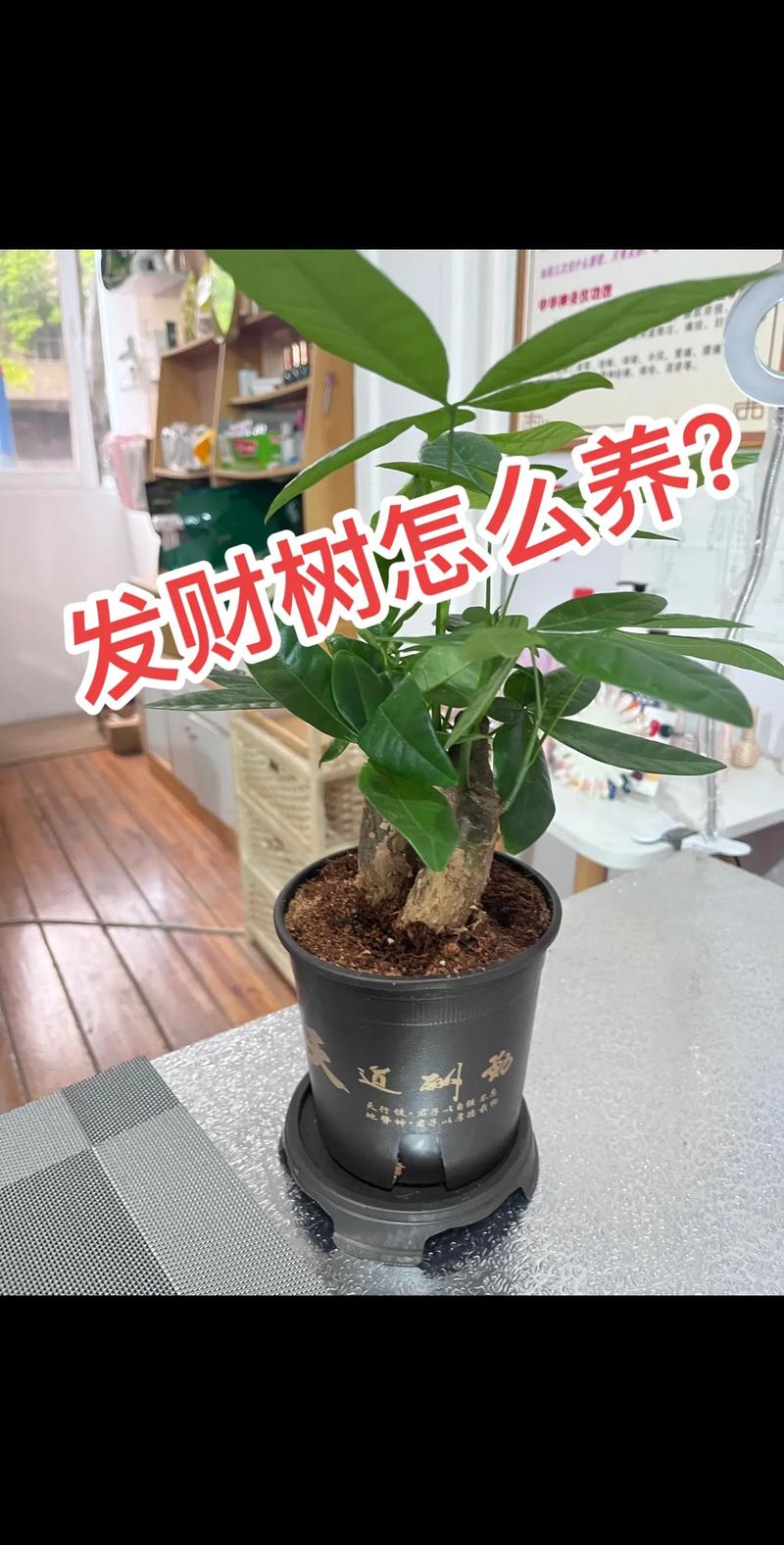 发财树怎么养,发财树怎么养护与浇水-第6张图片-优品飞百科 发财树怎么养,发财树怎么养护与浇水-第6张图片-优品飞百科