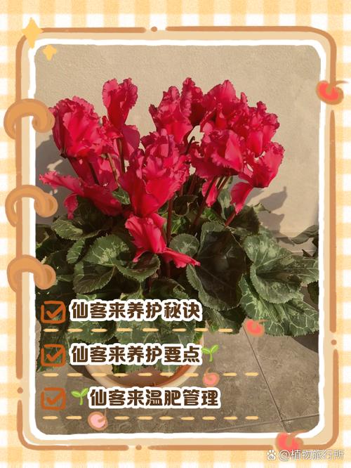 仙客来怎么养殖,仙客来怎么养殖方法?-第2张图片-优品飞百科 仙客来怎么养殖,仙客来怎么养殖方法?-第2张图片-优品飞百科