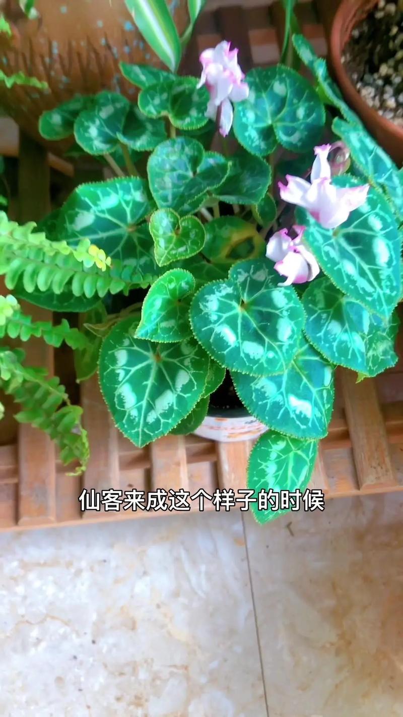 仙客来怎么养殖,仙客来怎么养殖方法?-第4张图片-优品飞百科 仙客来怎么养殖,仙客来怎么养殖方法?-第4张图片-优品飞百科