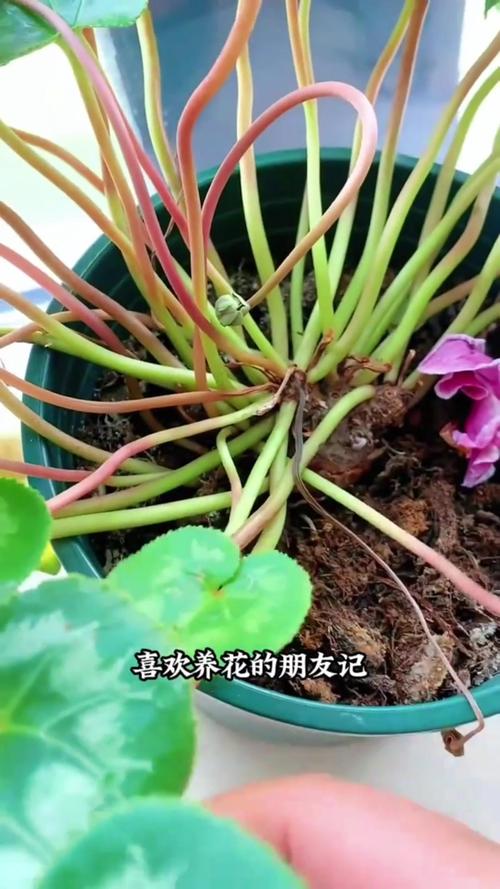 仙客来怎么养殖,仙客来怎么养殖方法?-第3张图片-优品飞百科 仙客来怎么养殖,仙客来怎么养殖方法?-第3张图片-优品飞百科