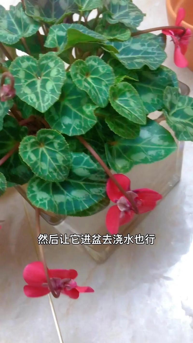 仙客来怎么养殖,仙客来怎么养殖方法?-第6张图片-优品飞百科 仙客来怎么养殖,仙客来怎么养殖方法?-第6张图片-优品飞百科