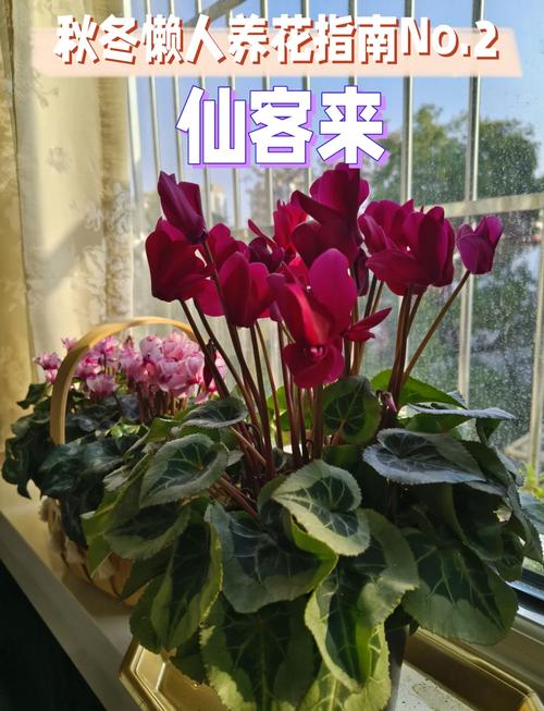 仙客来怎么养殖,仙客来怎么养殖方法?-第5张图片-优品飞百科 仙客来怎么养殖,仙客来怎么养殖方法?-第5张图片-优品飞百科