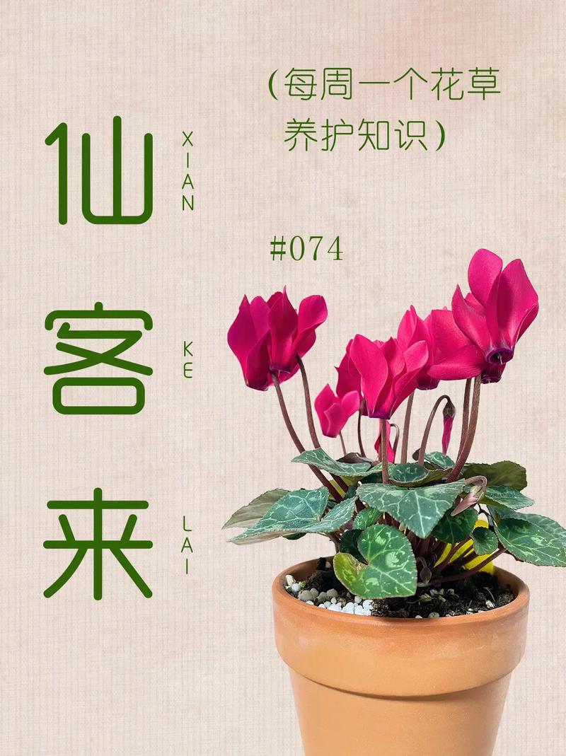 仙客来怎么养殖,仙客来怎么养殖方法?-第7张图片-优品飞百科 仙客来怎么养殖,仙客来怎么养殖方法?-第7张图片-优品飞百科