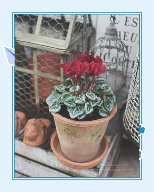 仙客来怎么养殖,仙客来怎么养殖方法?-第8张图片-优品飞百科 仙客来怎么养殖,仙客来怎么养殖方法?-第8张图片-优品飞百科