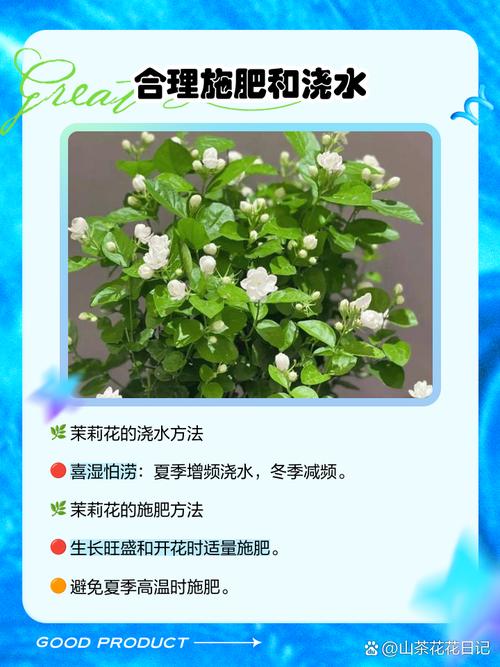 茉莉花花期如何管理？茉莉花期如何养护？