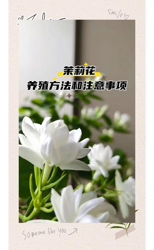 茉莉花花期如何管理?茉莉花期如何养护?-第3张图片-优品飞百科 茉莉花花期如何管理?茉莉花期如何养护?-第3张图片-优品飞百科