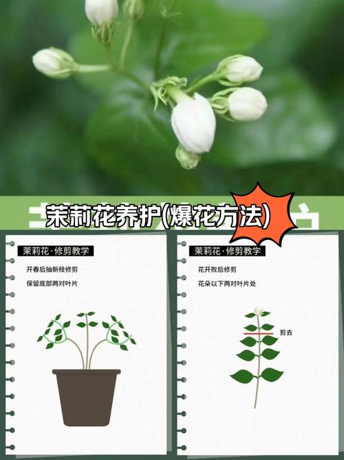 茉莉花花期如何管理?茉莉花期如何养护?-第4张图片-优品飞百科 茉莉花花期如何管理?茉莉花期如何养护?-第4张图片-优品飞百科