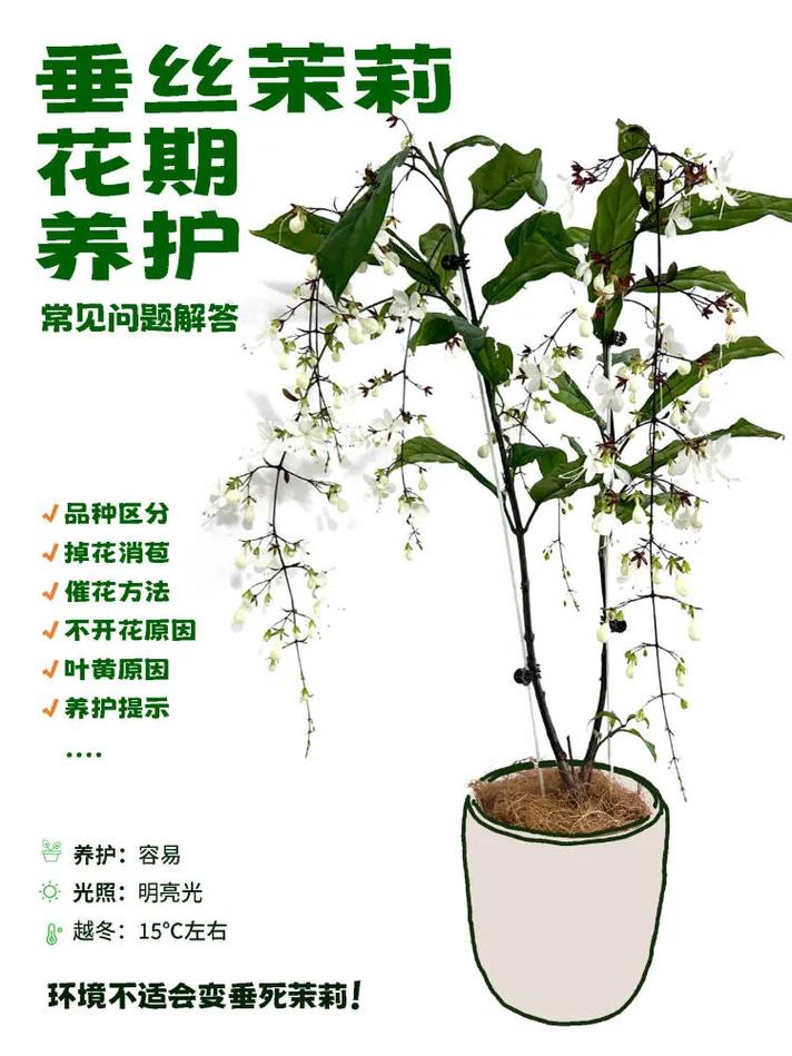 茉莉花花期如何管理?茉莉花期如何养护?-第5张图片-优品飞百科 茉莉花花期如何管理?茉莉花期如何养护?-第5张图片-优品飞百科