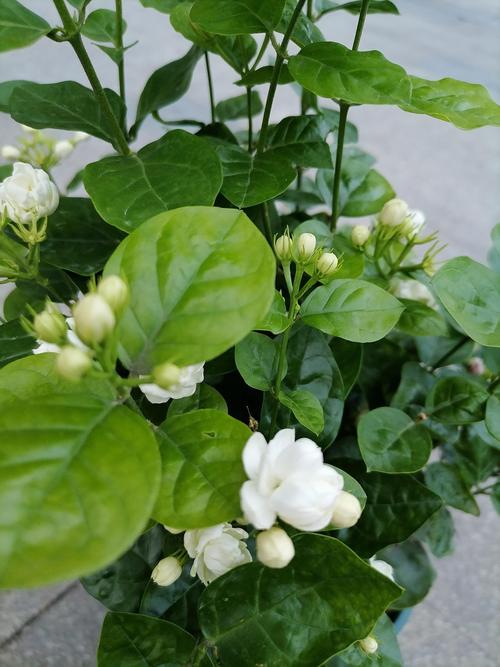 茉莉花花期如何管理?茉莉花期如何养护?-第6张图片-优品飞百科 茉莉花花期如何管理?茉莉花期如何养护?-第6张图片-优品飞百科