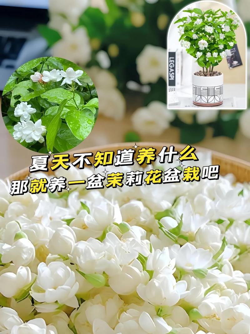 茉莉花花期如何管理?茉莉花期如何养护?-第7张图片-优品飞百科 茉莉花花期如何管理?茉莉花期如何养护?-第7张图片-优品飞百科