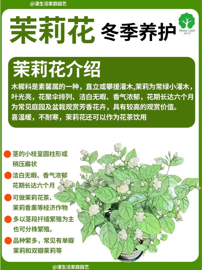 茉莉花花期如何管理?茉莉花期如何养护?-第8张图片-优品飞百科 茉莉花花期如何管理?茉莉花期如何养护?-第8张图片-优品飞百科