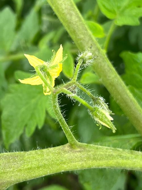现在给花一掐一埋，把花掐掉？-第2张图片-优品飞百科