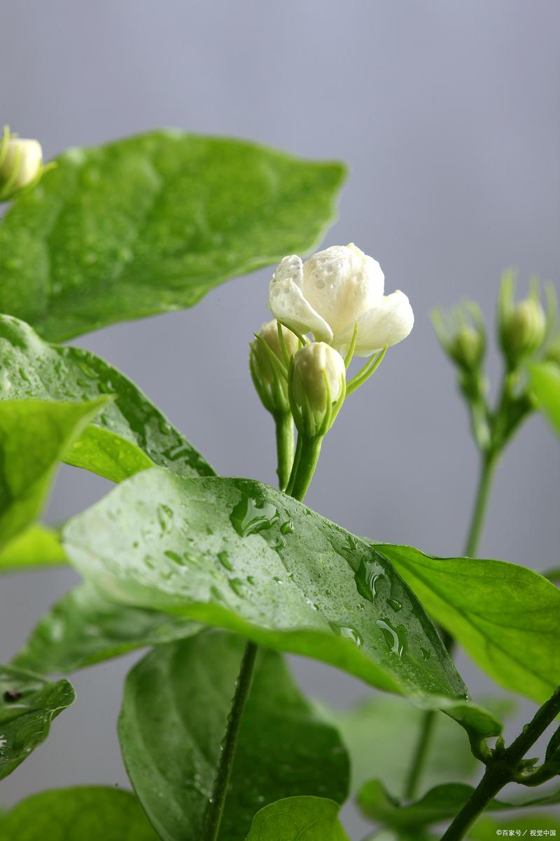 现在给花一掐一埋，把花掐掉？-第3张图片-优品飞百科