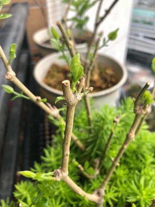 现在给花一掐一埋，把花掐掉？-第6张图片-优品飞百科