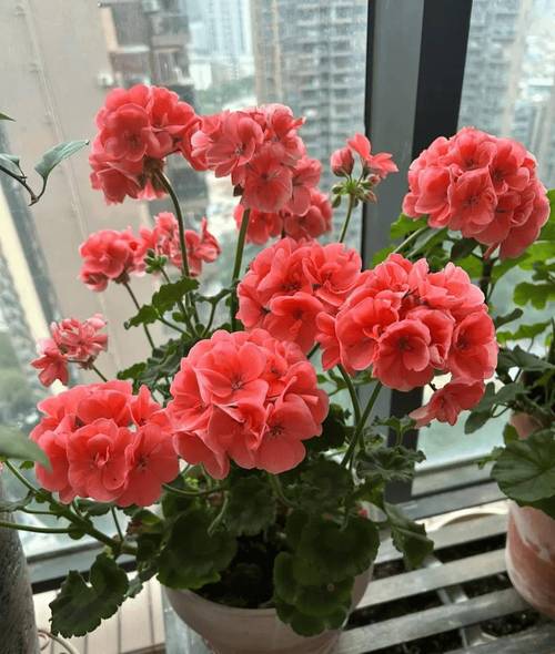 现在给花一掐一埋，把花掐掉？-第8张图片-优品飞百科