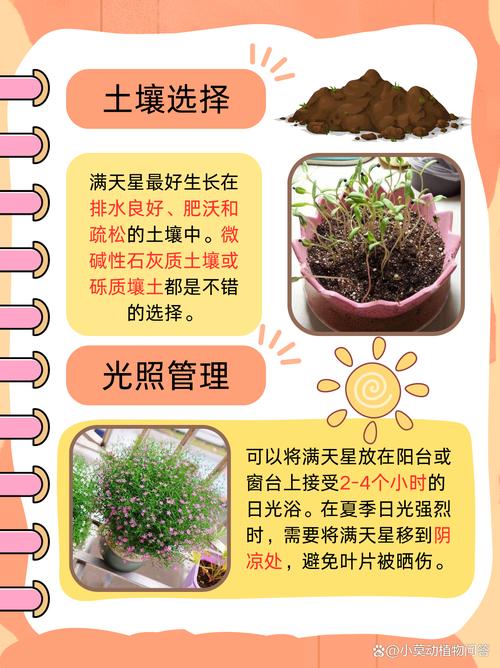 满天星如何养，满天星如何养殖方法？