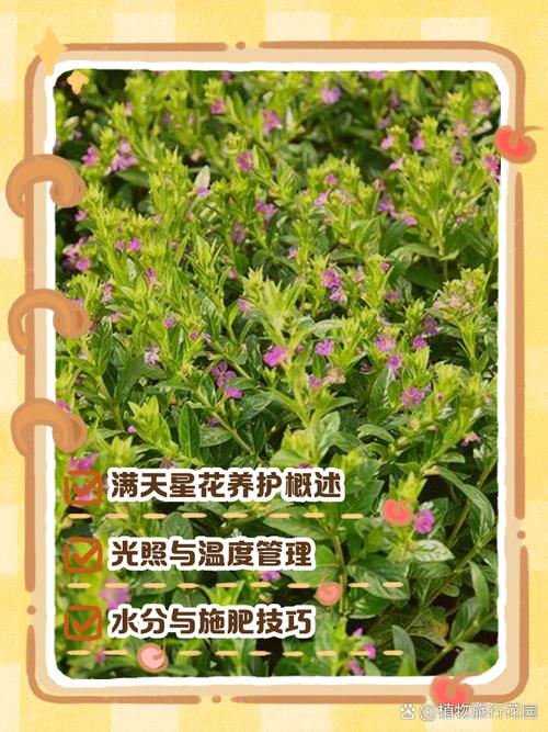 满天星如何养，满天星如何养殖方法？-第2张图片-优品飞百科