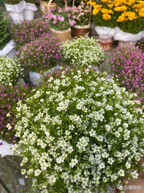 满天星如何养，满天星如何养殖方法？-第3张图片-优品飞百科