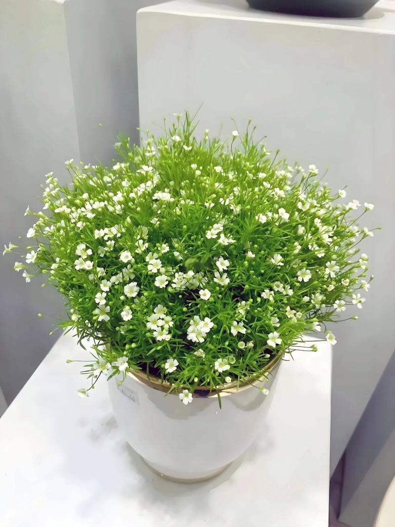 满天星如何养，满天星如何养殖方法？-第4张图片-优品飞百科