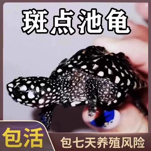 满天星如何养，满天星如何养殖方法？-第5张图片-优品飞百科