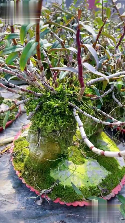 铁皮石斛种植技术？铁皮石斛种植技术培训中心？