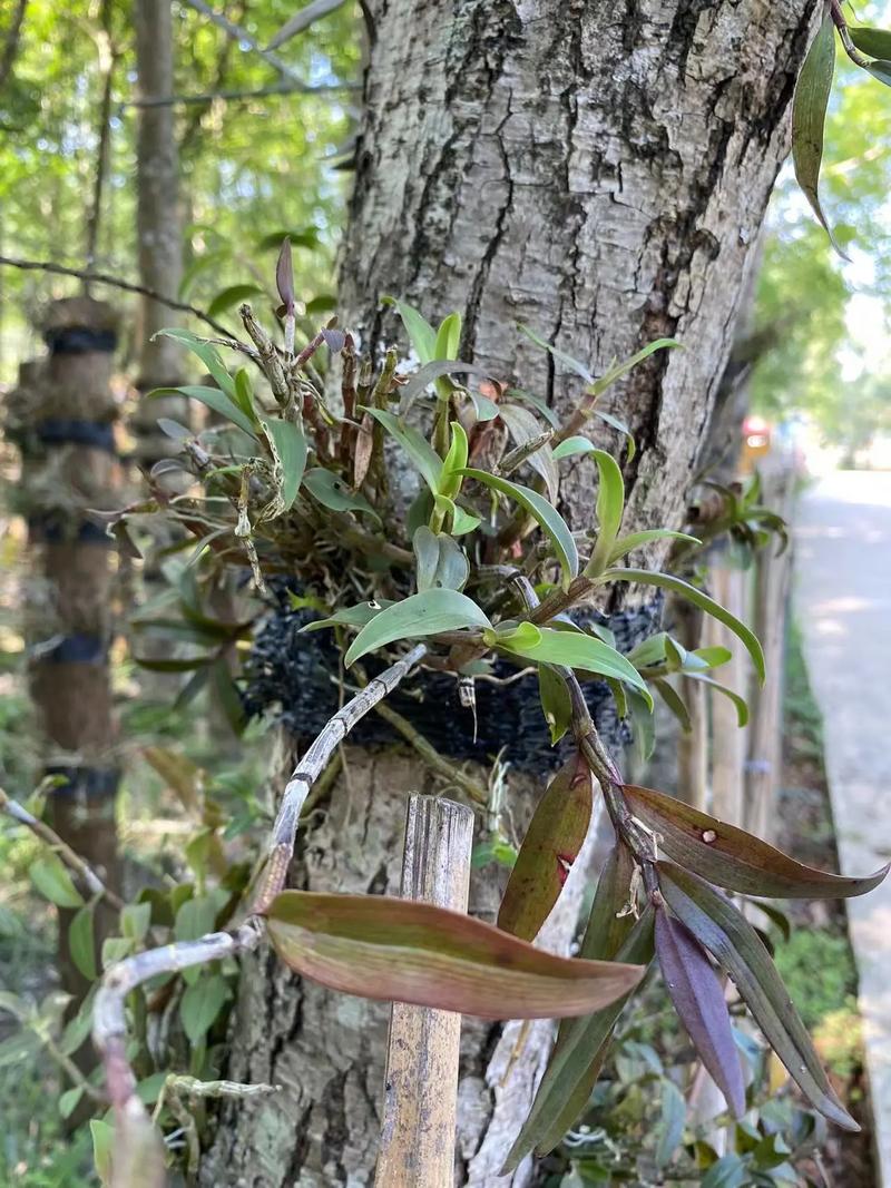 铁皮石斛种植技术？铁皮石斛种植技术培训中心？-第2张图片-优品飞百科