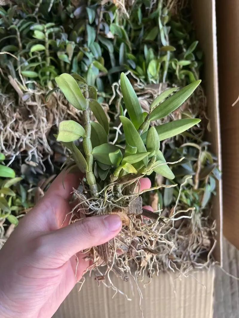 铁皮石斛种植技术？铁皮石斛种植技术培训中心？-第3张图片-优品飞百科