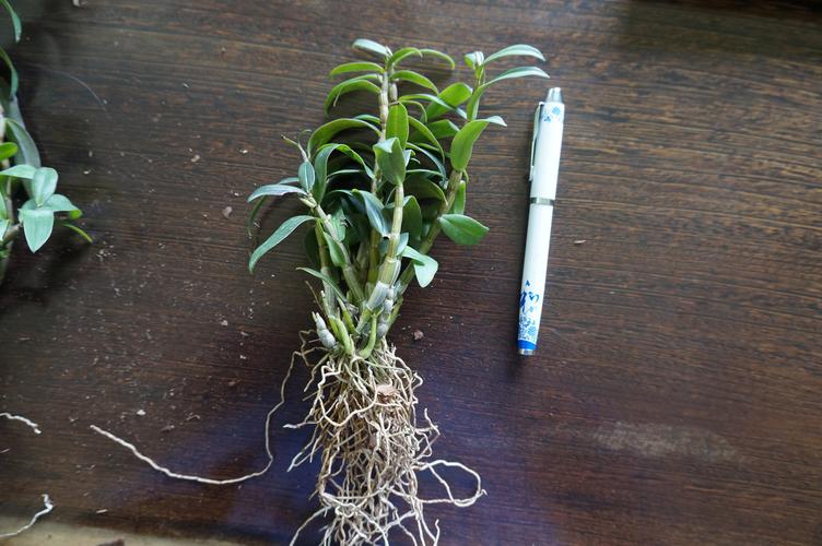 铁皮石斛种植技术？铁皮石斛种植技术培训中心？-第4张图片-优品飞百科