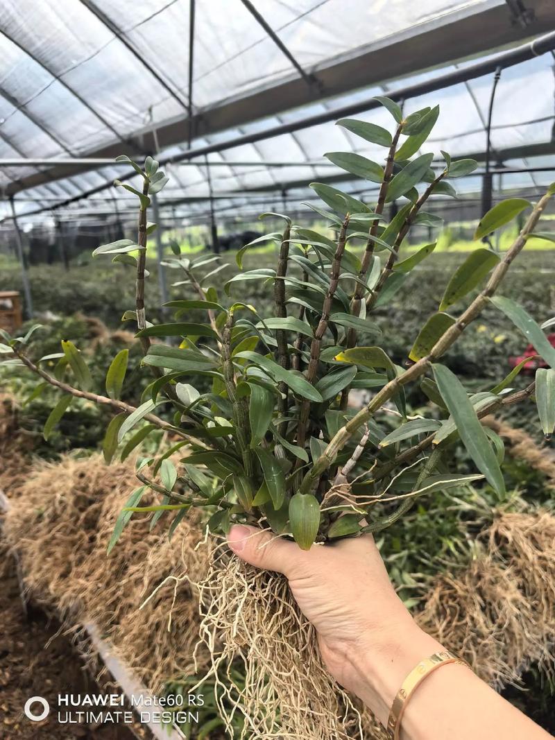 铁皮石斛种植技术？铁皮石斛种植技术培训中心？-第6张图片-优品飞百科