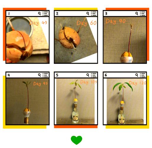 牛油果怎么繁殖的，牛油果种子繁殖几年结果