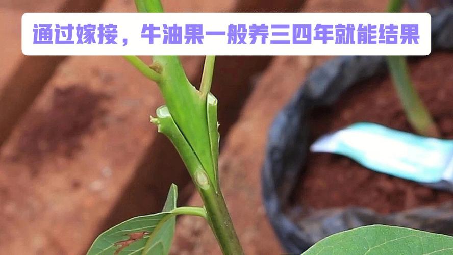 牛油果怎么繁殖的，牛油果种子繁殖几年结果-第2张图片-优品飞百科