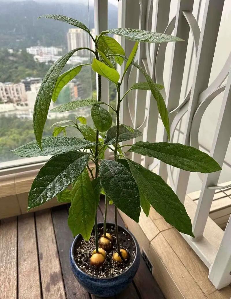 牛油果怎么繁殖的，牛油果种子繁殖几年结果-第3张图片-优品飞百科