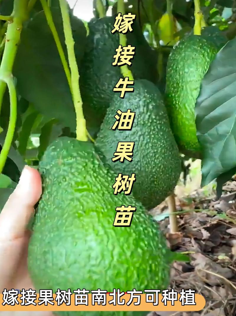 牛油果怎么繁殖的，牛油果种子繁殖几年结果-第4张图片-优品飞百科