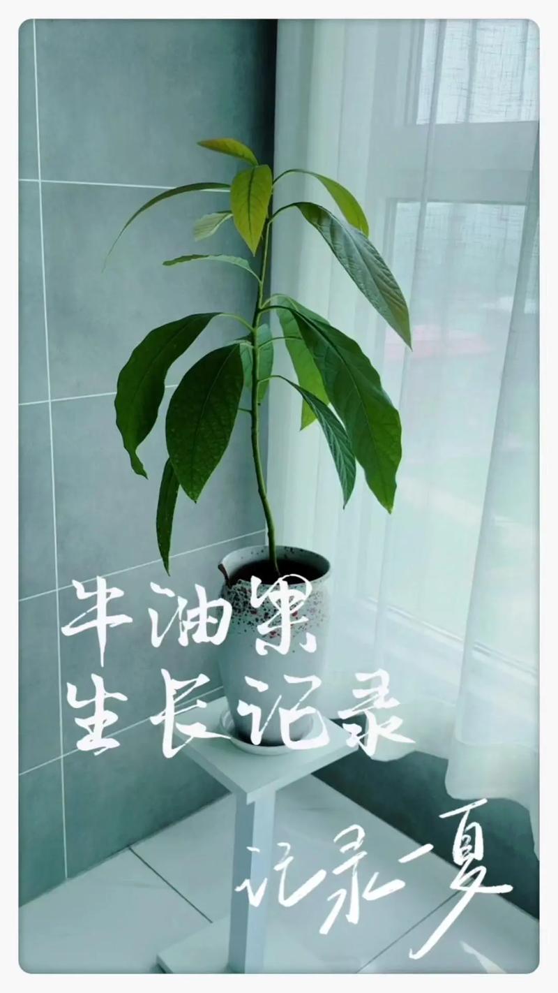 牛油果怎么繁殖的，牛油果种子繁殖几年结果-第5张图片-优品飞百科