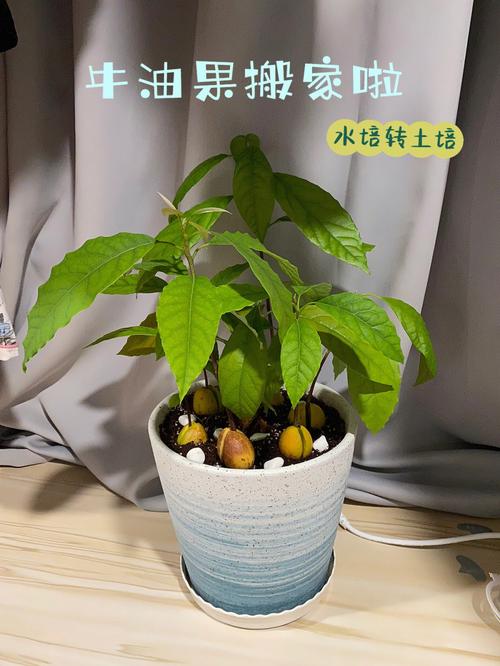 牛油果怎么繁殖的，牛油果种子繁殖几年结果-第6张图片-优品飞百科