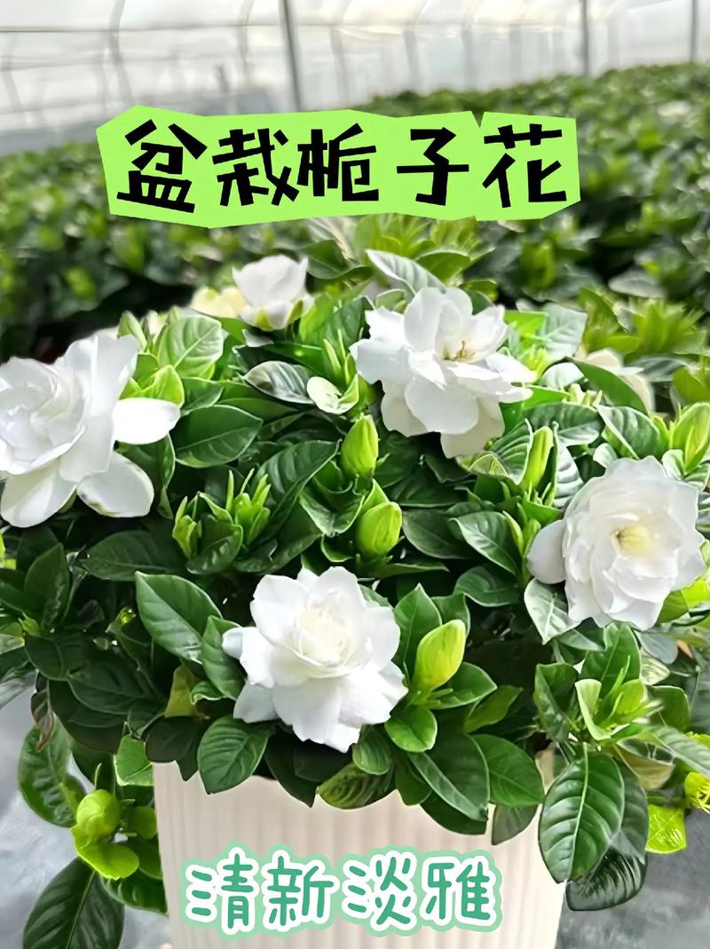 栀子花适合什么温度，栀子花适合什么温度和环境-第2张图片-优品飞百科