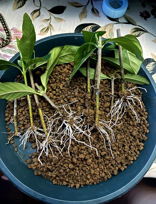 栀子花适合什么温度，栀子花适合什么温度和环境-第3张图片-优品飞百科