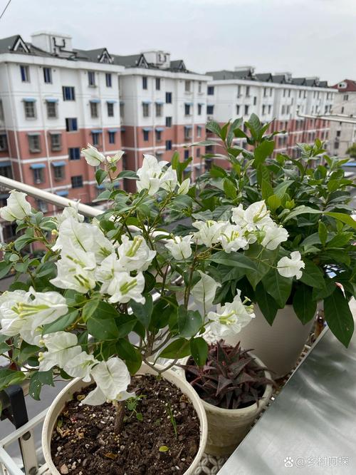 栀子花适合什么温度，栀子花适合什么温度和环境-第4张图片-优品飞百科