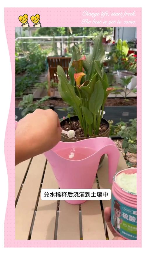 栀子花适合什么温度，栀子花适合什么温度和环境-第5张图片-优品飞百科