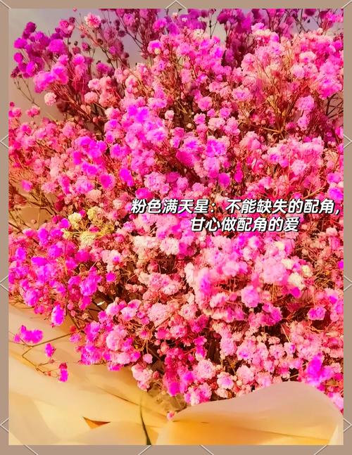 粉色满天星花语和寓意？粉色满天星花语花语？