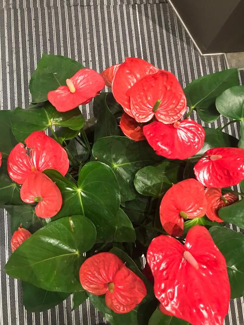 红掌的催花方法，红掌如何催花？