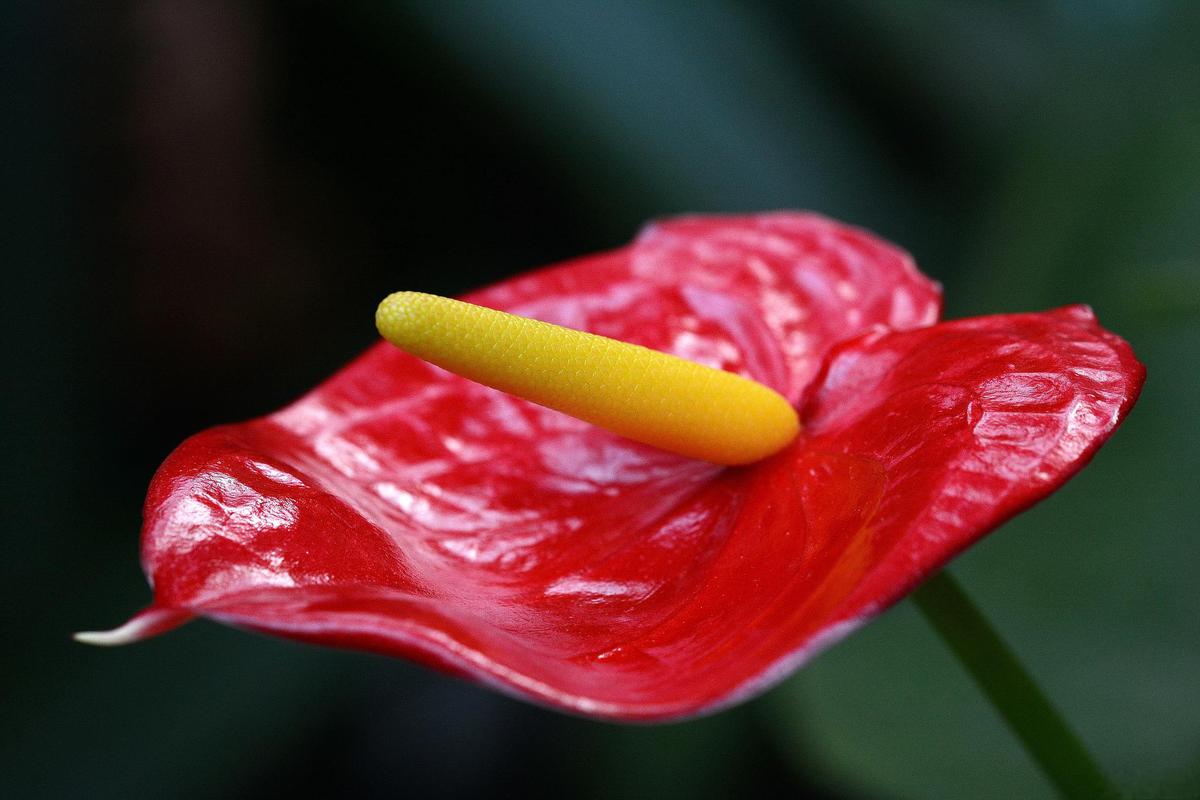 红掌的催花方法，红掌如何催花？-第2张图片-优品飞百科