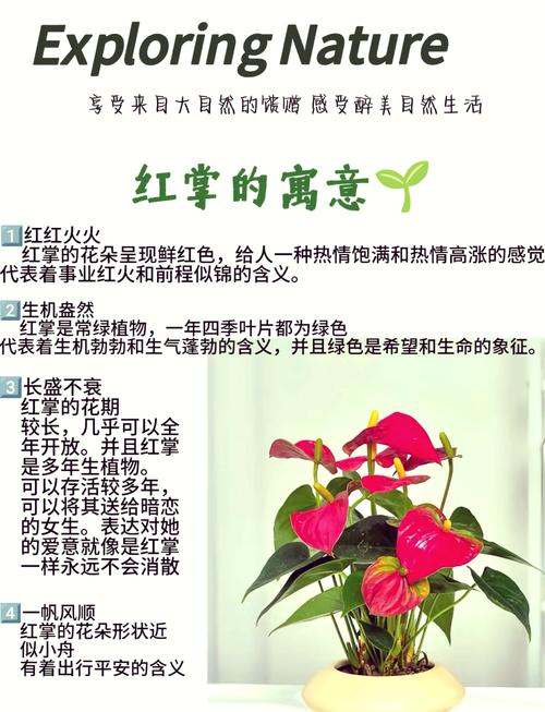 红掌的催花方法，红掌如何催花？-第4张图片-优品飞百科