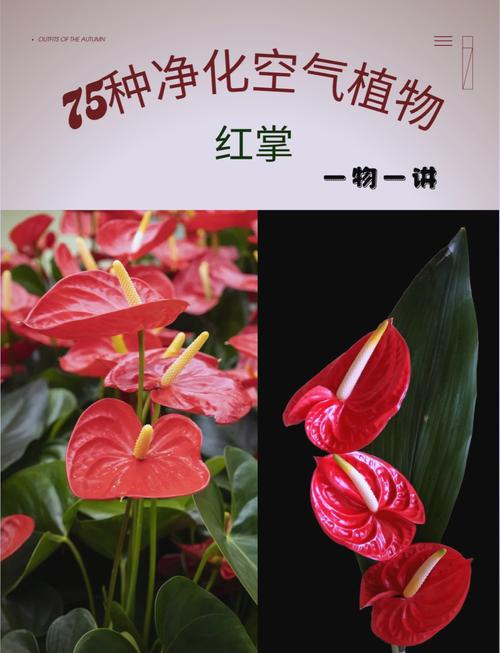 红掌的催花方法，红掌如何催花？-第5张图片-优品飞百科