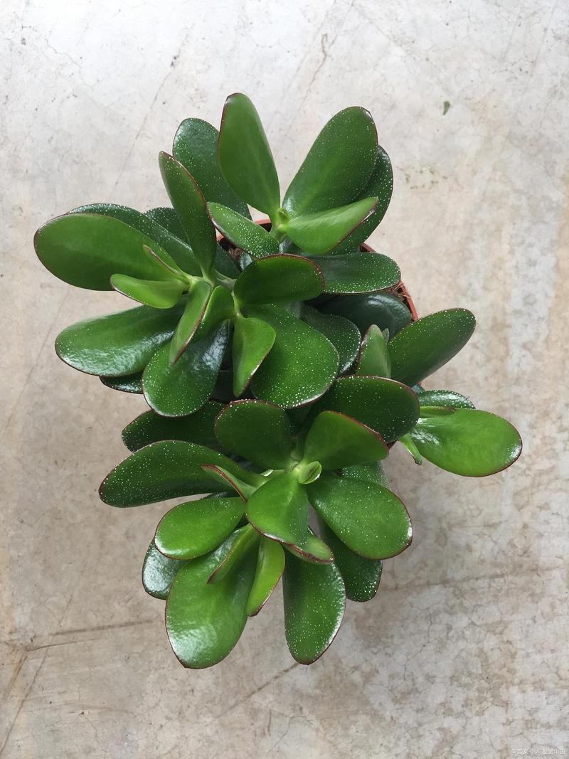 翠花掌的养殖方法？翠花掌怎样养？