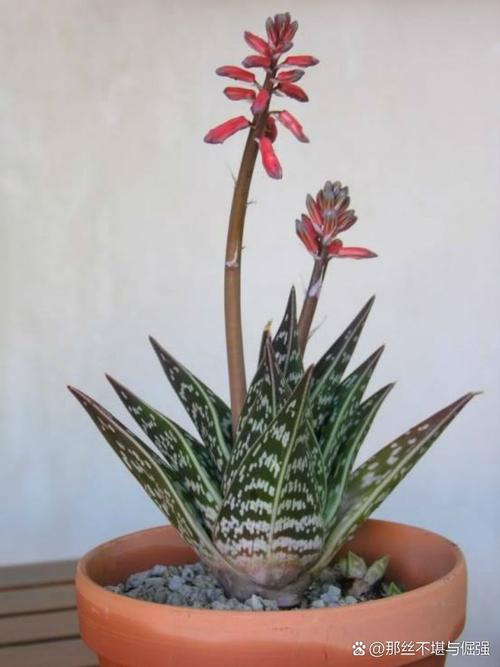 翠花掌的养殖方法？翠花掌怎样养？-第3张图片-优品飞百科