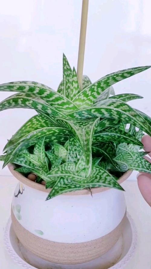 翠花掌的养殖方法？翠花掌怎样养？-第2张图片-优品飞百科