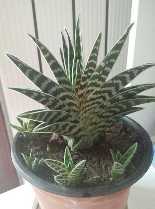 翠花掌的养殖方法？翠花掌怎样养？-第5张图片-优品飞百科