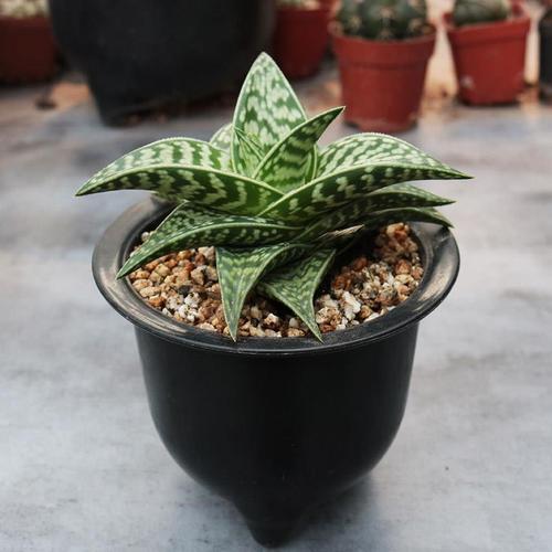 翠花掌的养殖方法？翠花掌怎样养？-第6张图片-优品飞百科