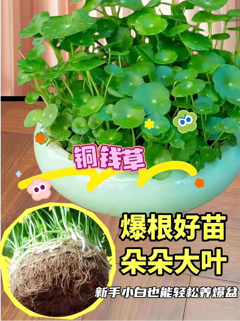 铜钱草怎么养？铜钱草怎么养殖？